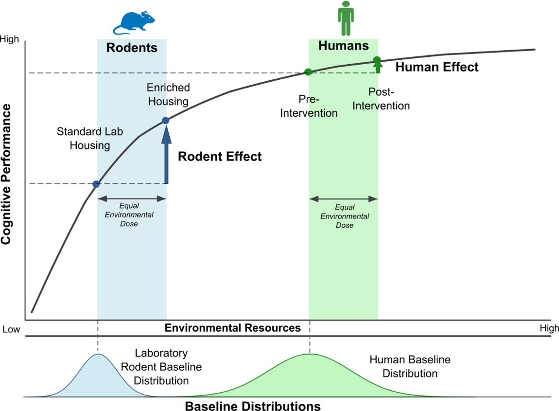 Resource-mismatch hypothesis diagram: a diminishing-returns curve of cognitive performance against environmental resources, with a large rodent effect from a deprived baseline and a small human effect near the top.