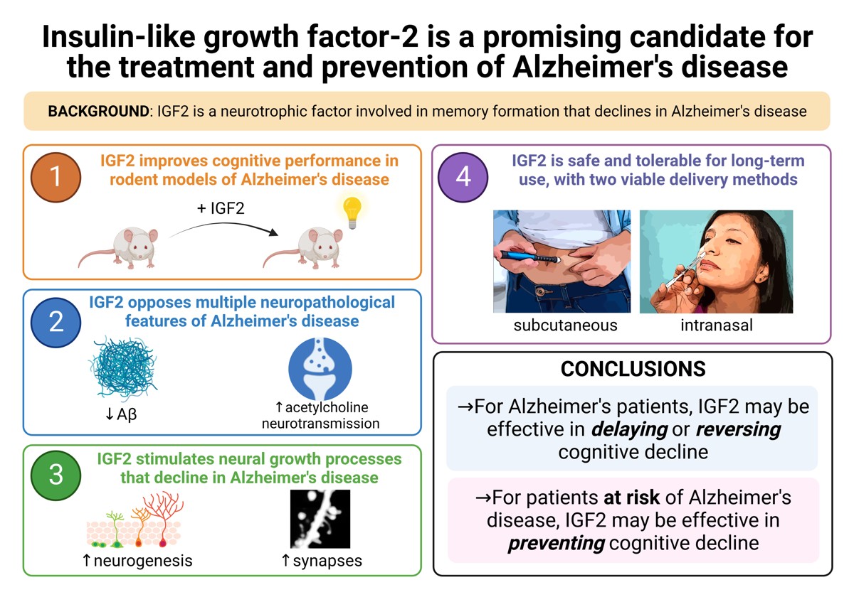 Graphical abstract summarizing IGF-2 as a candidate for treating and preventing Alzheimer's disease: it improves cognition in rodent models, opposes amyloid pathology, stimulates neural growth, and is safe with subcutaneous and intranasal delivery.